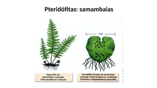 Pteridófitas: samambaias
 