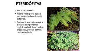 PTERIDÓFITAS
• Vasos condutores
• Xilema- transporta água e
sais minerais das raízes até
as folhas.
• Floema- transporta o açúcar
e outros componentes
orgânicos das folhas, onde é
produzida, para as demais
partes da planta
 