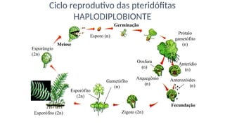Esporângio
(2n)
Meiose
Esporo (n)
Germinação
Prótalo
gametófito
(n)
Arquegônio
(n)
Fecundação
Zigoto (2n)
Esporófito (2n)
Oosfera
(n)
Anterídio
(n)
Anterozóides
(n)
Gametófito
(n)
Esporófito
(2n)
Ciclo reprodutivo das pteridófitas
HAPLODIPLOBIONTE
 