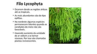 Filo Lycophyta
• Ocorrem desde as regiões árticas
até as tropicais.
• As mais abundantes são do tipo
epífitas.
• No nordeste algumas espécies
permanecem latentes quando as
condições do meio não são
favoráveis.
• Havendo aumento da umidade
do ar voltam a se tornar
viscosas. Por isso são chamadas
plantas revivescentes.
 