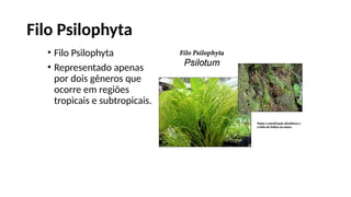 Filo Psilophyta
• Filo Psilophyta
• Representado apenas
por dois gêneros que
ocorre em regiões
tropicais e subtropicais.
 