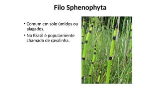 Filo Sphenophyta
• Comum em solo úmidos ou
alagados.
• No Brasil é popularmente
chamado de cavalinha.
 