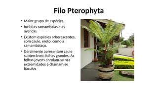 Filo Pterophyta
• Maior grupo de espécies.
• Inclui as samambaias e as
avencas
• Existem espécies arborescentes,
com caule, ereto, como a
samambaiaçu.
• Geralmente apresentam caule
subterrâneo, folhas grandes. As
folhas jovens enrolam-se nas
extremidades e chamam-se
báculos
 
