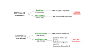 Briófitas
(AVASCULARES)
Pteridófitas
(VASCULARES)
Gimnospermas
(SEM FRUTOS)
Angiospermas
(COM FRUTOS)
ex: Musgos e hepáticas
ex: Samambaias e avencas
ex: Pinheiro do Paraná
qualquer planta que
produz
fruto (ex: mangueira,
cajueiro,
laranjeira, abacateiro...)
CRIPTÓGAMAS
(SEM SEMENTES)
FANERÓGAMAS
(COM SEMENTES)
VEGETAIS
INFERIORES
VEGETAIS
SUPERIORES
 