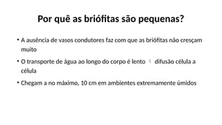 Por quê as briófitas são pequenas?
• A ausência de vasos condutores faz com que as briófitas não cresçam
muito
• O transporte de água ao longo do corpo é lento  difusão célula a
célula
• Chegam a no máximo, 10 cm em ambientes extremamente úmidos
 