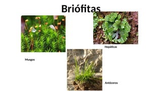 Briófitas
Hepáticas
Musgos
Antóceros
 