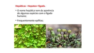 Hepáticas - Hepatos= fígado.
• O nome hepática vem da aparência
de algumas espécies com o fígado
humano;
• Frequentemente epífitas;
 