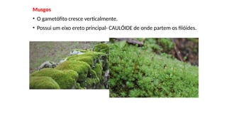 Musgos
• O gametófito cresce verticalmente.
• Possui um eixo ereto principal- CAULÓIDE de onde partem os filóides.
 
