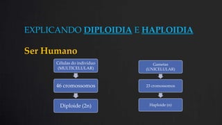 EXPLICANDO DIPLOIDIA E HAPLOIDIA
Ser Humano
Células do indivíduo
(MULTICELULAR)
Gametas
(UNICELULAR)
46 cromossomos
23 cromossomos
Diploide (2n)
Haploide (n)