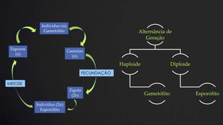Indivíduo (n)
Gametófito
Esporos
(n)
Alternância de
Geração
Gametas
(n)
Haploide
Diploide
FECUNDAÇÃO
MEIOSE
Zigoto
(2n)
Indivíduo (2n)
Esporófito
Gametófito
Esporófito