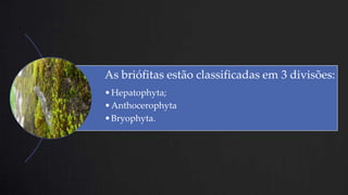 As briófitas estão classificadas em 3 divisões:
• Hepatophyta;
• Anthocerophyta
• Bryophyta.