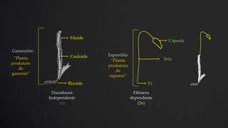 Filoide
Gametófito
“Planta
produtora
de
gametas”
Cauloide
Rizoide
Duradoura
Independente
(n)
Cápsula
Esporófito
“Planta
produtora
de
esporos”
Seta
Pé
Efêmera
dependente
(2n)