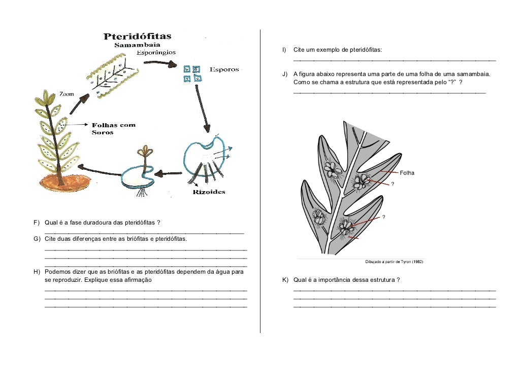 Exercícios Sobre Briófitas E Pteridófitas - FDPLEARN
