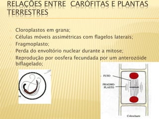 RELAÇÕES ENTRE CARÓFITAS E PLANTAS
TERRESTRES

o    Cloroplastos em grana;
o    Células móveis assimétricas com ﬂagelos laterais;
o    Fragmoplasto;
o    Perda do envoltório nuclear durante a mitose;
o    Reprodução por oosfera fecundada por um anterozóide
     biﬂagelado;


 