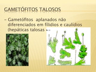 GAMETÓFITOS TALOSOS

- Gametóﬁtos aplanados não
  diferenciados em fílidios e caulídios
  (hepáticas talosas e antóceros)

 