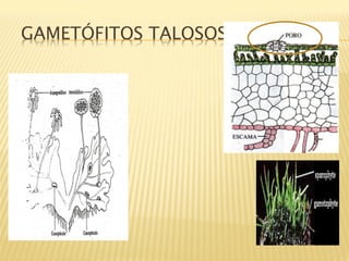 GAMETÓFITOS TALOSOS
 