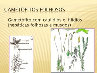 GAMETÓFITOS FOLHOSOS

- Gametóﬁto com caulídios e ﬁlídios
  (hepáticas folhosas e musgos)
 