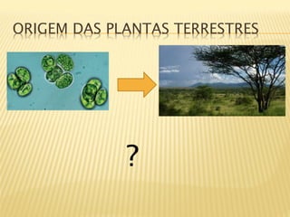ORIGEM DAS PLANTAS TERRESTRES




             ?
 