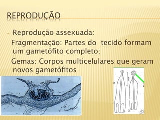 REPRODUÇÃO

-    Reprodução assexuada:
     Fragmentação: Partes do tecido formam
     um gametóﬁto completo;
     Gemas: Corpos multicelulares que geram
     novos gametóﬁtos


 
