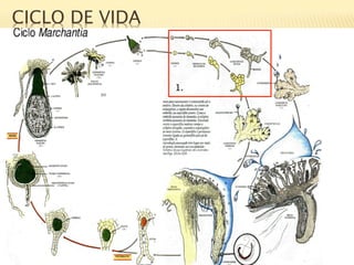 CICLO DE VIDA


                 1.
 