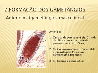 2.FORMAÇÃO DOS GAMETÂNGIOS
Anterídios (gametângios masculinos):


                   Anterídio:
                    
                   1)  Camada de células estéreis: Camada
                       de células sem capacidade de
                       produção de anterozóides;

                   2)  Tecido espermatógeno: Cada célula
                       espermatógena forma um
                       anterozóide biﬂagelado;

                   3)  Pé: Fixação do esporóﬁto;
 