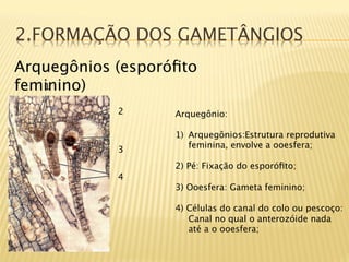 2.FORMAÇÃO DOS GAMETÂNGIOS
Arquegônios (esporóﬁto
feminino)
   1

            2      Arquegônio:
                     
                   1)  Arquegônios:Estrutura reprodutiva
                       feminina, envolve a ooesfera;
            3
                   
                   2) Pé: Fixação do esporóﬁto;
            4      
                   3) Ooesfera: Gameta feminino;
                   
                   4) Células do canal do colo ou pescoço:
                       Canal no qual o anterozóide nada
                       até a o ooesfera;
 