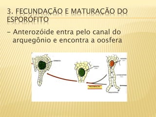 3. FECUNDAÇÃO E MATURAÇÃO DO
ESPORÓFITO
- Anterozóide entra pelo canal do
  arquegônio e encontra a oosfera
 