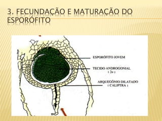 3. FECUNDAÇÃO E MATURAÇÃO DO
ESPORÓFITO
 