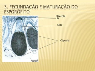 3. FECUNDAÇÃO E MATURAÇÃO DO
ESPORÓFITO
                   Placenta
                    Pé

                    Seta




                      Cápsula
 