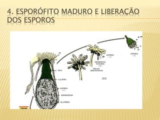 4. ESPORÓFITO MADURO E LIBERAÇÃO
DOS ESPOROS
 