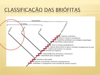 CLASSIFICAÇÃO DAS BRIÓFITAS
 