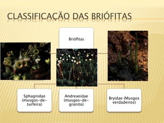 CLASSIFICAÇÃO DAS BRIÓFITAS

                     Brióﬁtas




 Hepatophyta
       Bryophyta
     Anthocerophyta




    Sphagnidae      Andreaeidae
                                  Bryidae (Musgos
   (musgos-de-     (musgos-de-
                                    verdadeiros)
      turfeira)
      granito)
 