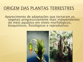 ORIGEM DAS PLANTAS TERRESTRES
Aparecimento de adaptações que tornaram os
 vegetais progressivamente mais independentes
 do meio aquático em níveis morfológicos,
 bioquímicos, ﬁsiológicos e reprodutivos
 