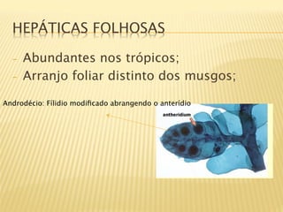 HEPÁTICAS FOLHOSAS

  -    Abundantes nos trópicos;
  -    Arranjo foliar distinto dos musgos;

Androdécio: Fílidio modiﬁcado abrangendo o anterídio
 