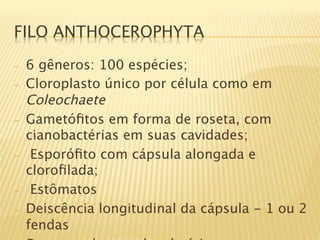 FILO ANTHOCEROPHYTA

-    6 gêneros: 100 espécies;
-    Cloroplasto único por célula como em
     Coleochaete
-    Gametóﬁtos em forma de roseta, com
     cianobactérias em suas cavidades;
-     Esporóﬁto com cápsula alongada e
     cloroﬁlada;
-     Estômatos
-    Deiscência longitudinal da cápsula - 1 ou 2
     fendas
 