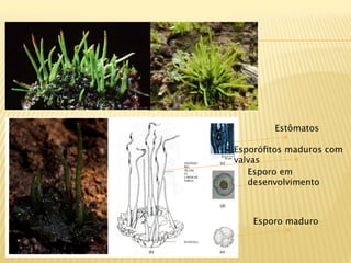 Estômatos

Esporóﬁtos maduros com
valvas
   Esporo em
   desenvolvimento



   Esporo maduro
 