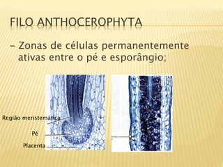FILO ANTHOCEROPHYTA

  - Zonas de células permanentemente
    ativas entre o pé e esporângio;




Região meristemática

          Pé

       Placenta
 