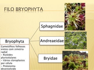 FILO BRYOPHYTA


                        Sphagnidae


   Bryophyta
           Andreaeidae
Gametóﬁtos folhosos
eretos com simetria
radial
- Rizóides
pluricelulares
- Vários cloroplastos
                         Bryidae
por célula
- Protonema
desenvolvido
 