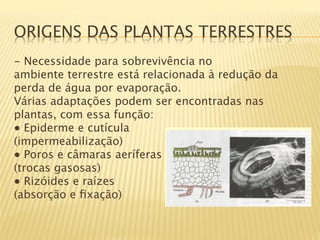 ORIGENS DAS PLANTAS TERRESTRES
- Necessidade para sobrevivência no 
ambiente terrestre está relacionada à redução da 
perda de água por evaporação.
Várias adaptações podem ser encontradas nas 
plantas, com essa função:
● Epiderme e cutícula 
(impermeabilização) 
● Poros e câmaras aeríferas 
(trocas gasosas)
● Rizóides e raízes 
(absorção e ﬁxação)
 