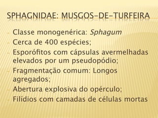 SPHAGNIDAE: MUSGOS-DE-TURFEIRA

-    Classe monogenérica: Sphagum
-    Cerca de 400 espécies;
-    Esporóﬁtos com cápsulas avermelhadas
     elevados por um pseudopódio;
-    Fragmentação comum: Longos
     agregados;
-    Abertura explosiva do opérculo;
-    Filídios com camadas de células mortas
 