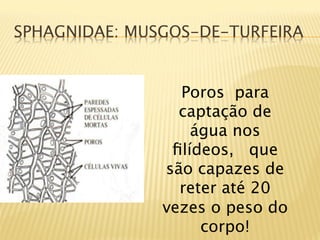 SPHAGNIDAE: MUSGOS-DE-TURFEIRA


                 Poros para
                 captação de
                   água nos
                ﬁlídeos, que
               são capazes de
                 reter até 20
               vezes o peso do
                    corpo!
 