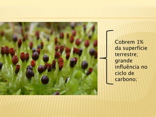 Cobrem 1%
da superfície
terrestre;
grande
inﬂuência no
ciclo de
carbono;
 