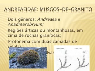 ANDREAEIDAE: MUSGOS-DE-GRANITO

-    Dois gêneros: Andreaea e
     Anadrearobryum;
-    Regiões árticas ou montanhosas, em
     cima de rochas graníticas;
     Protonema com duas camadas de
     células;
     Esporóﬁtas com valvas sensíveis ao ar;

 