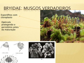 BRYIDAE: MUSGOS VERDADEIROS
Esporóﬁtos com
cloroplasto

Opérculo
protegendo o
peristômio antes
da maturação
 