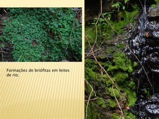 Formações de brióﬁtas em leitos
de rio;
 