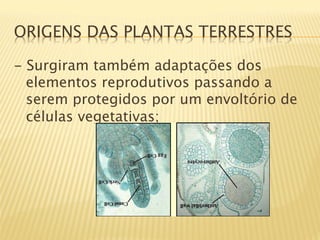 ORIGENS DAS PLANTAS TERRESTRES

- Surgiram também adaptações dos
  elementos reprodutivos passando a
  serem protegidos por um envoltório de
  células vegetativas;
 
