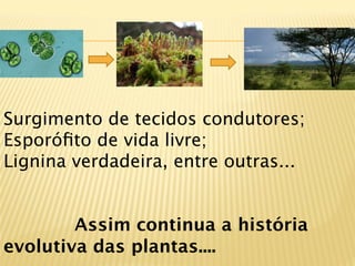 Surgimento de tecidos condutores;
Esporóﬁto de vida livre;
Lignina verdadeira, entre outras...


   
   
Assim continua a história
evolutiva das plantas....
 