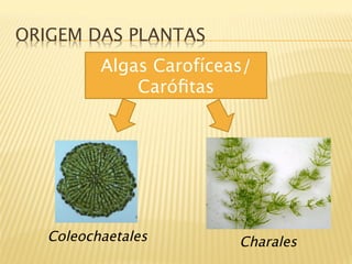 ORIGEM DAS PLANTAS
          Algas Carofíceas/
              Caróﬁtas




   Coleochaetales
       Charales
 