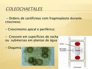 COLEOCHAETALES  
  

- Ordens de carófícieas com fragmoplasto durante
citocinese;

-  Crescimento apical e periférico;

-  Crescem em superfícies de rochas
ou submersas em plantas de água doce;

-  Oogamia,
 