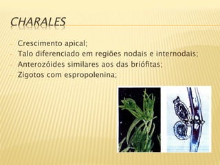 CHARALES
-    Crescimento apical;
-    Talo diferenciado em regiões nodais e internodais;
-    Anterozóides similares aos das brióﬁtas;
-    Zigotos com espropolenina;

 